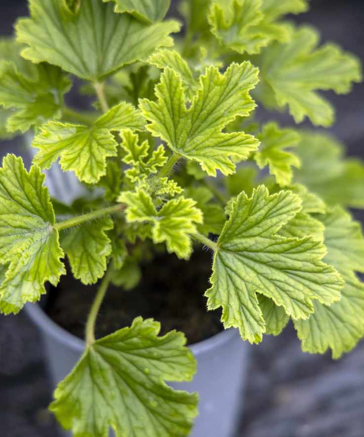 Citrus geranium foliage growing in a pot