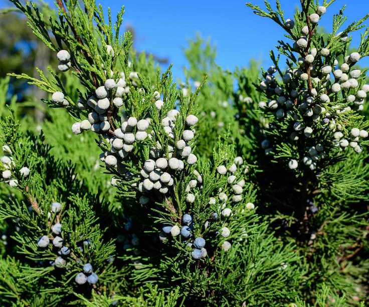 juniper shrub with berries