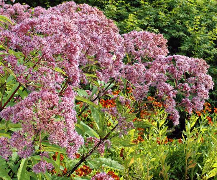 Joe Pye Weed, Eupatorium