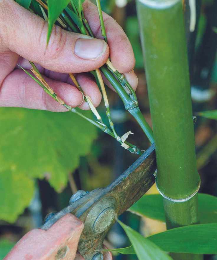 Someone cutting bamboo leaves with shears