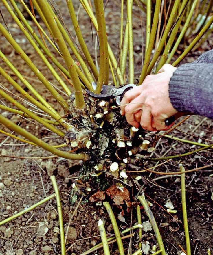A gardener coppicing cornus with pruning shears