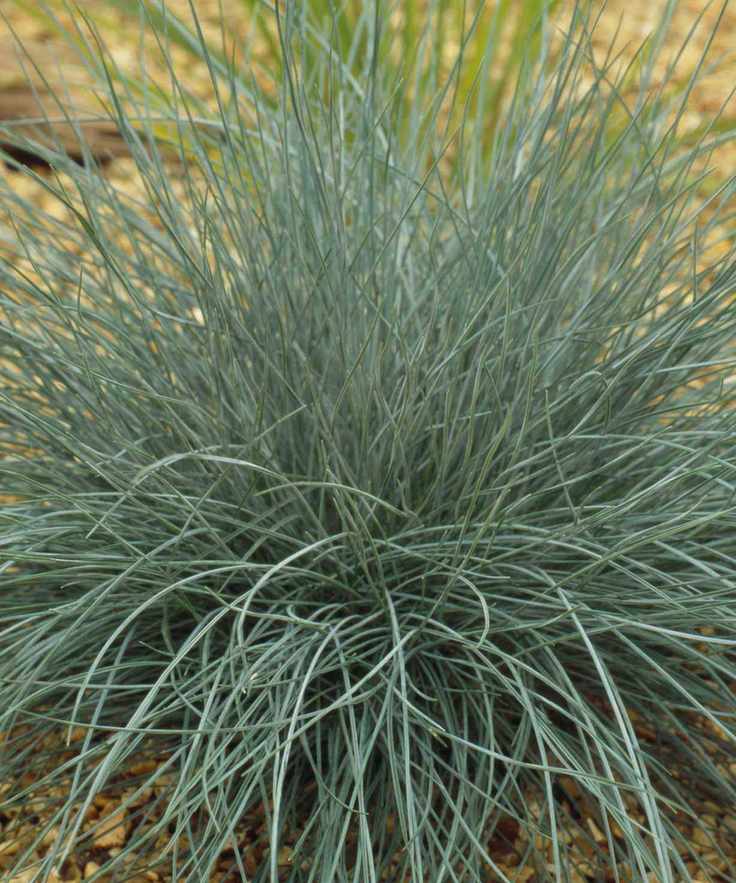 Festuca 'Elijah Blue' ground cover plant