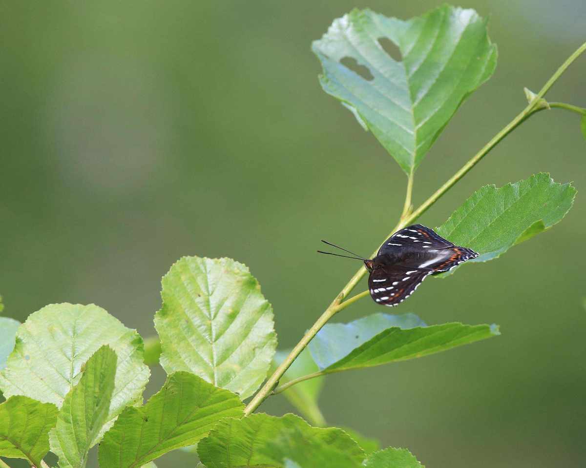 Poplar admiral (Limenitis populi) sitting on Alder leaf