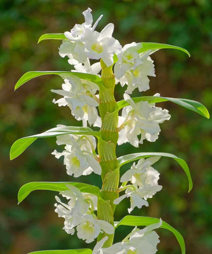 Dendrobium orchid