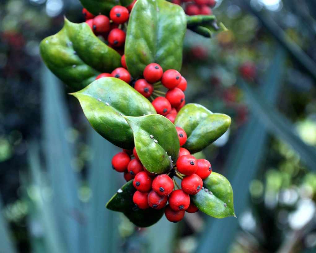 Prettiest evergreen plants Holly
