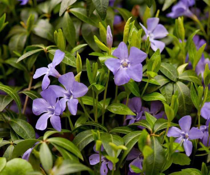 Periwinkle, Vinca