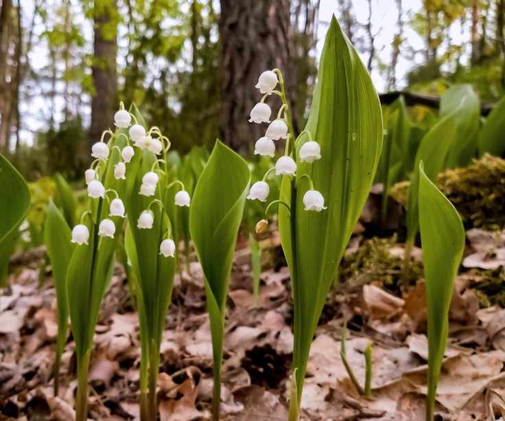 Lily of the valley with white flowers