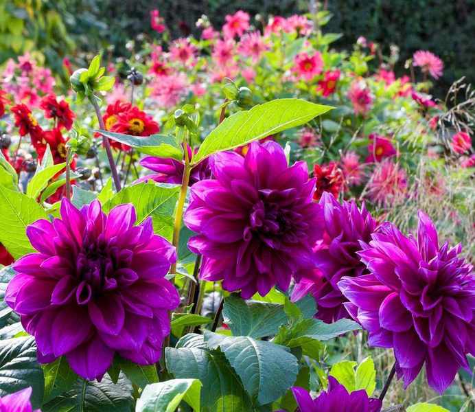 Dahlia ‘Thomas Edison’