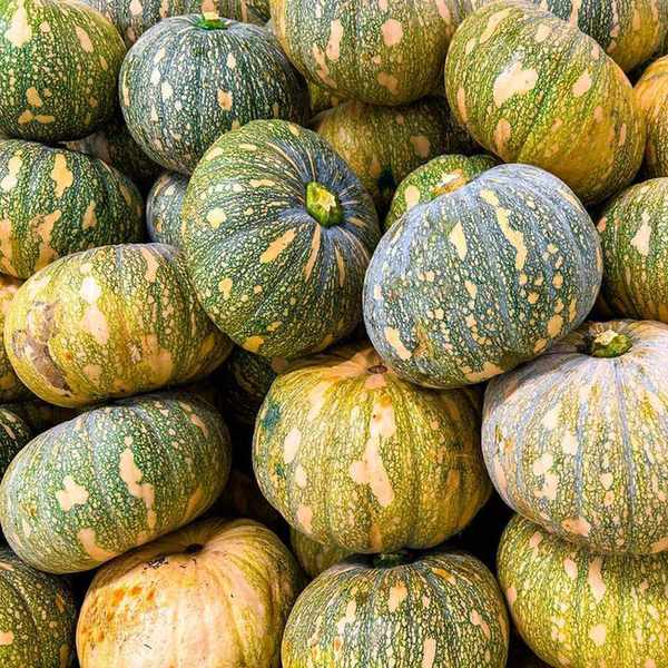 Lots of green and yellow Japanese Kabocha squash