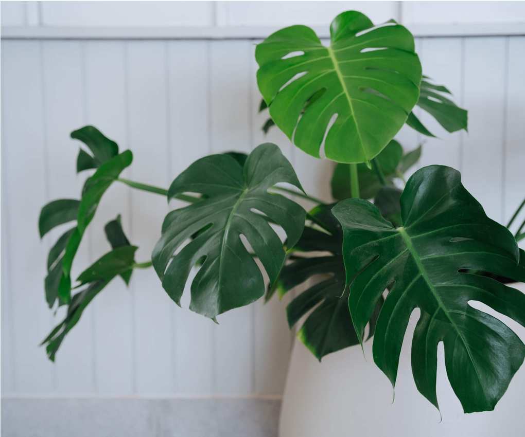 Monstera in white pot