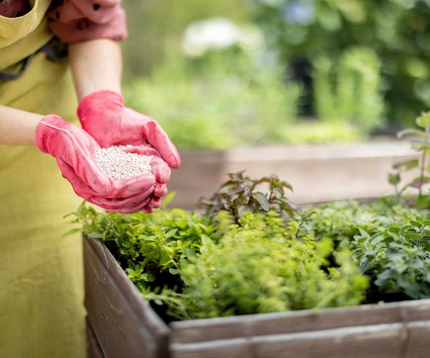 Hands spreading a granular fertilizer around plants in a raised bed