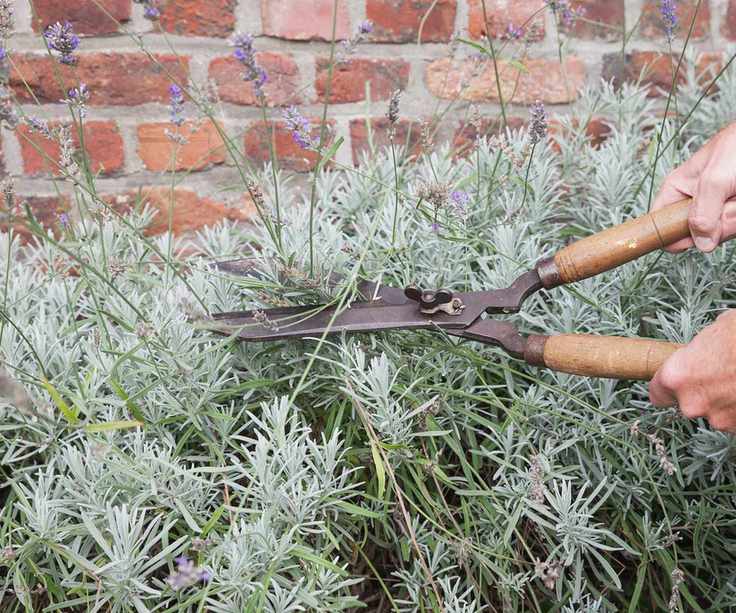 cutting back lavender