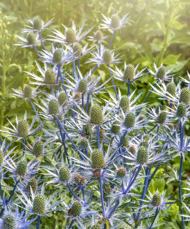 coastal plant sea holly or eryngium sapphire blue