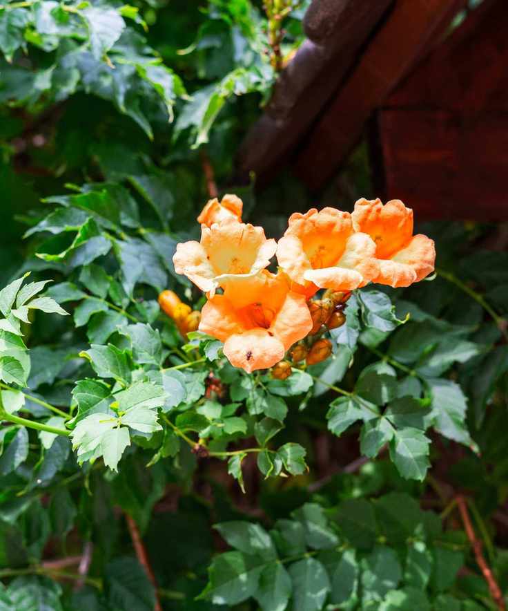 A trumpet vine with orange flowers blooming against a garden fence