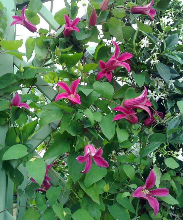 purple clematis growing up a trellis