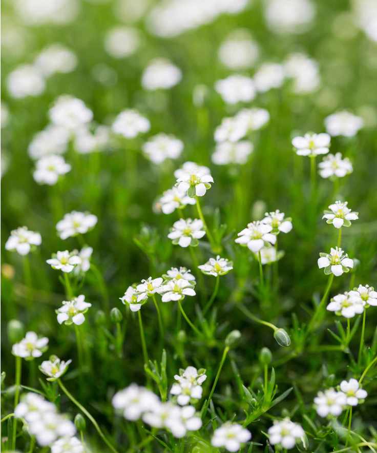 Irish moss in bloom