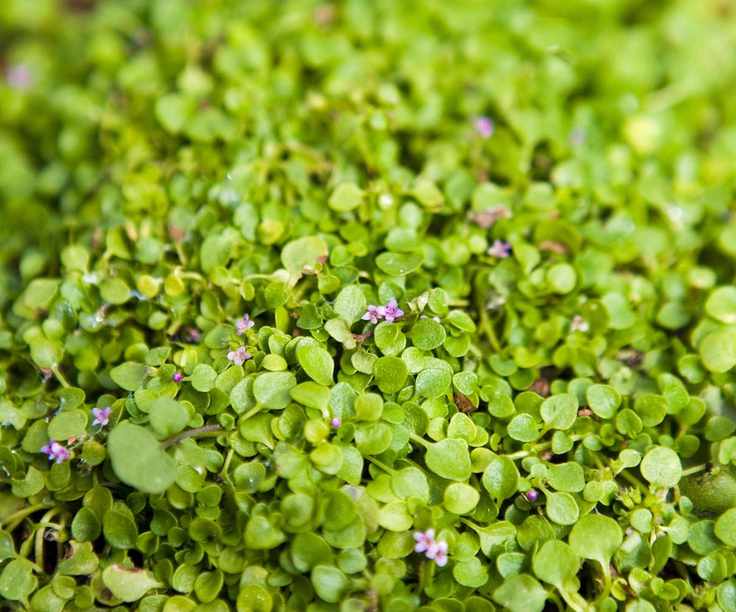 Corsican mint ground cover plant