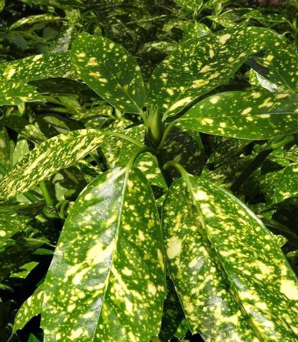 shrubs for shade aucuba japonica crotonifolia