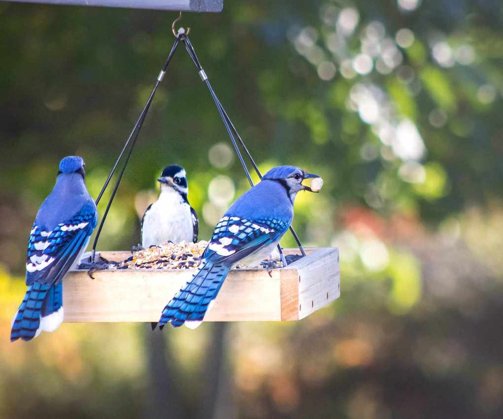 Blue Jays and a woodpecker at the backyard bird feeder