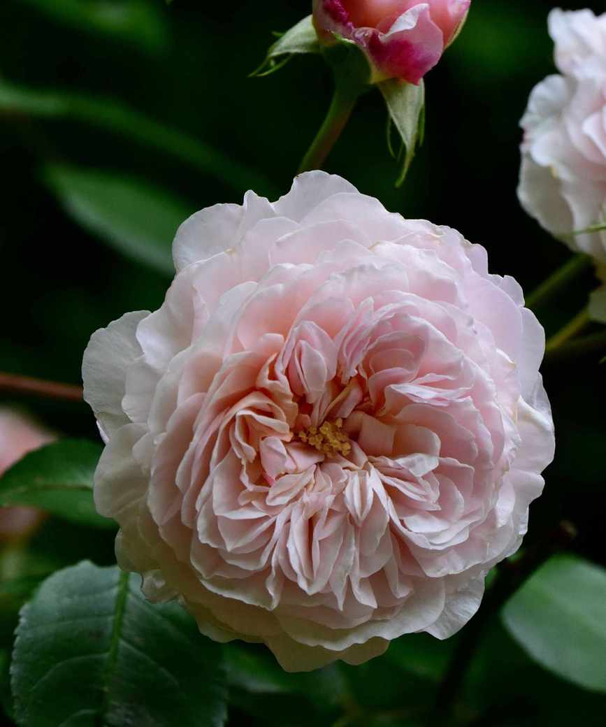 The rambling rose 'The Albrighton Rambler'