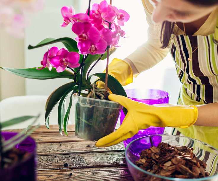 Woman transplanting orchid into another pot