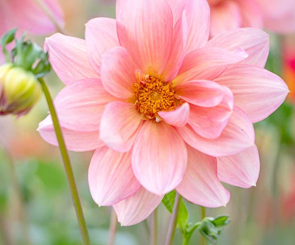 close-up of pink dahlia flower