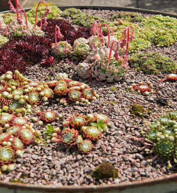 Small rock garden ideas featuring succulents in a gravel filled planter.
