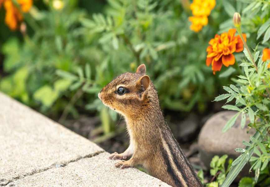 12 Natural, Non-Toxic Methods to Keep Chipmunks Away from Your Yard