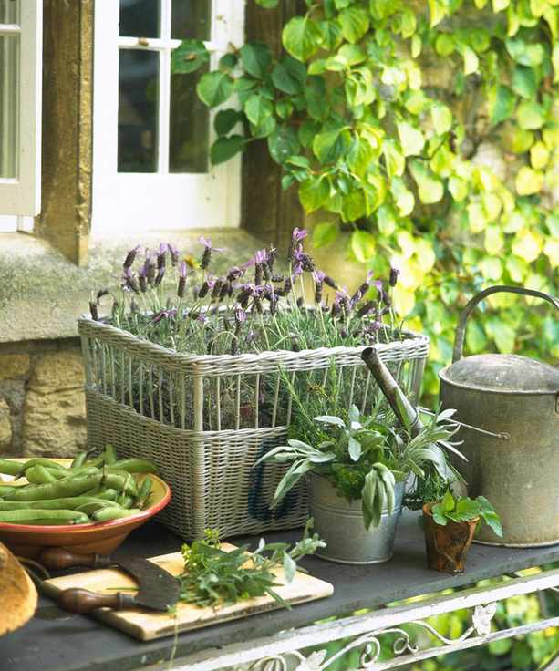 Herb gardening mistakes