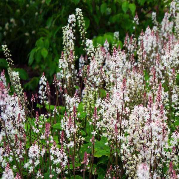 Tiarella 'Spring Symphony'
