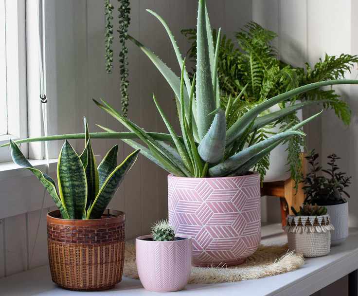 aloe vera and Dracaena trifasciata grouped with other houseplants