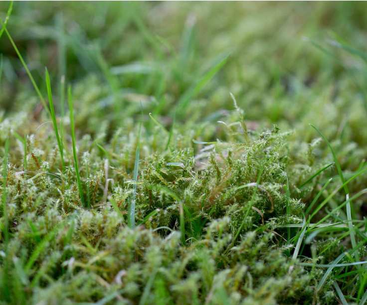 Moss lawn