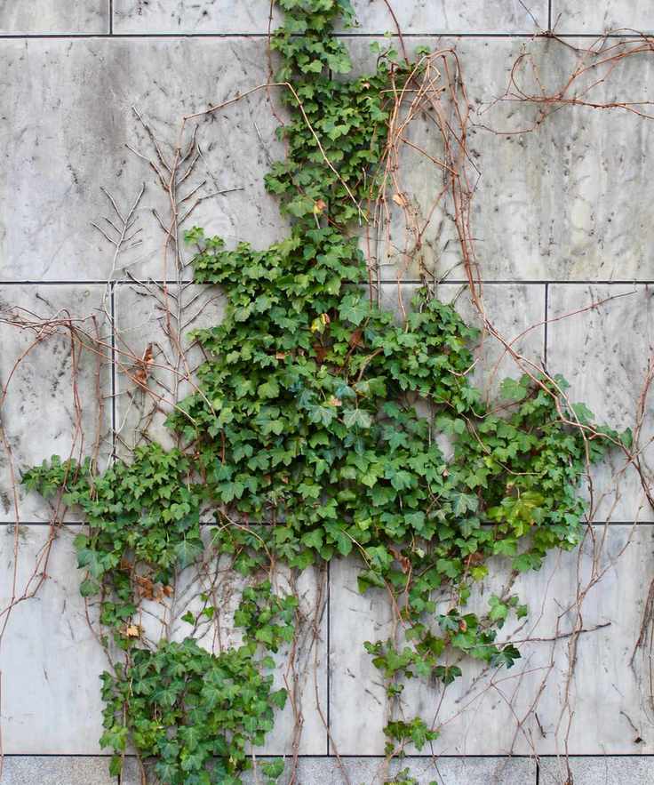 Ivy growing in a garden