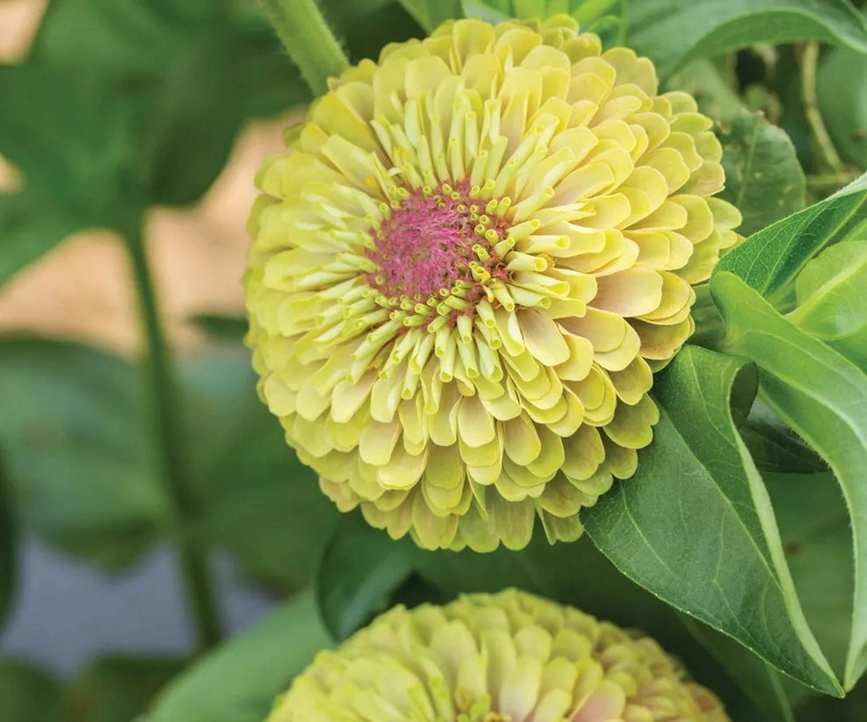 Zinnia 'Queen Lime' blooms