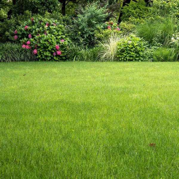 green lawn and flower borders