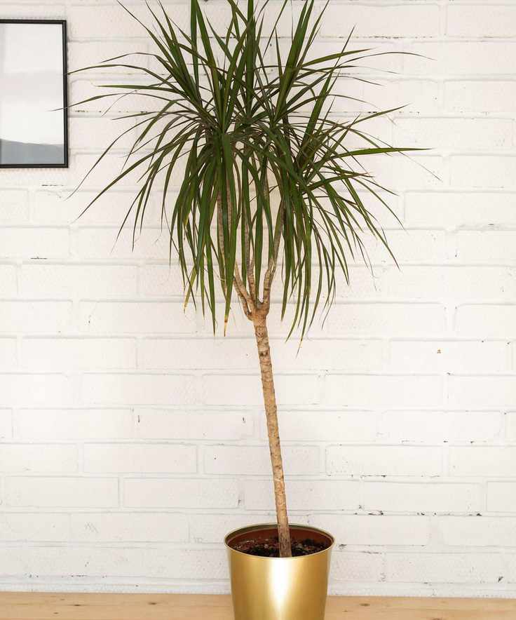 dragon tree indoor plant against white brick backdrop