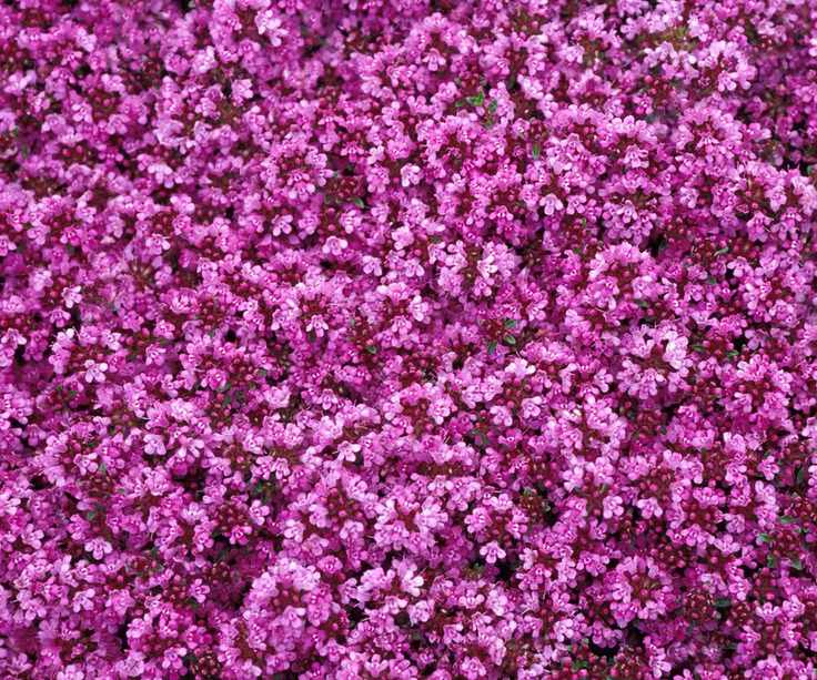 red creeping thyme flowers