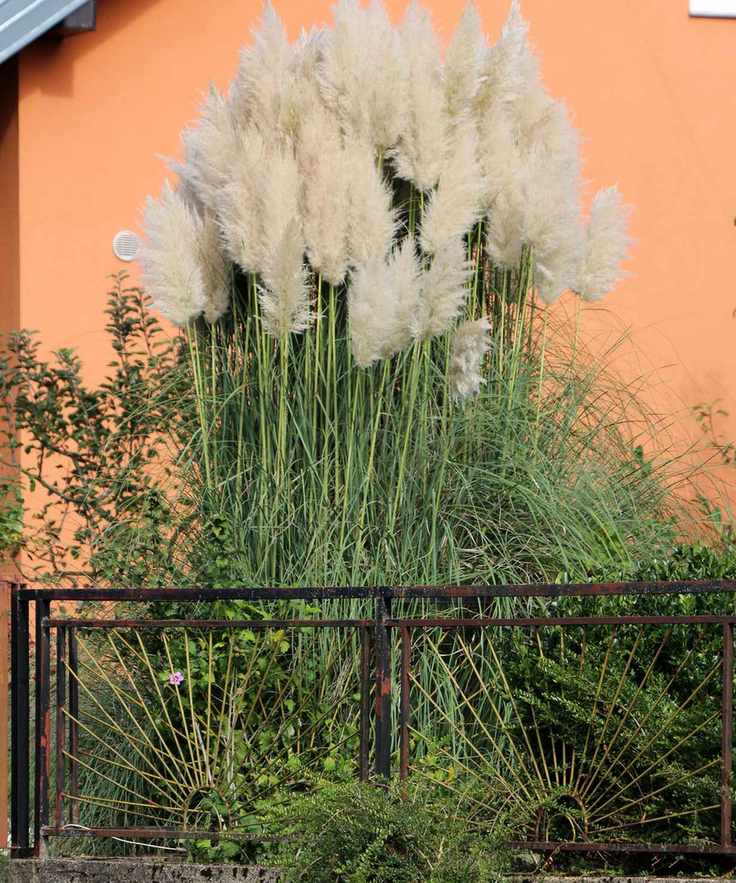 pampas grass