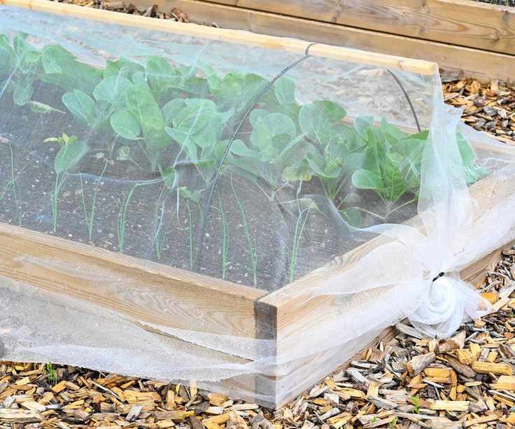 cabbages in raised bed under netting