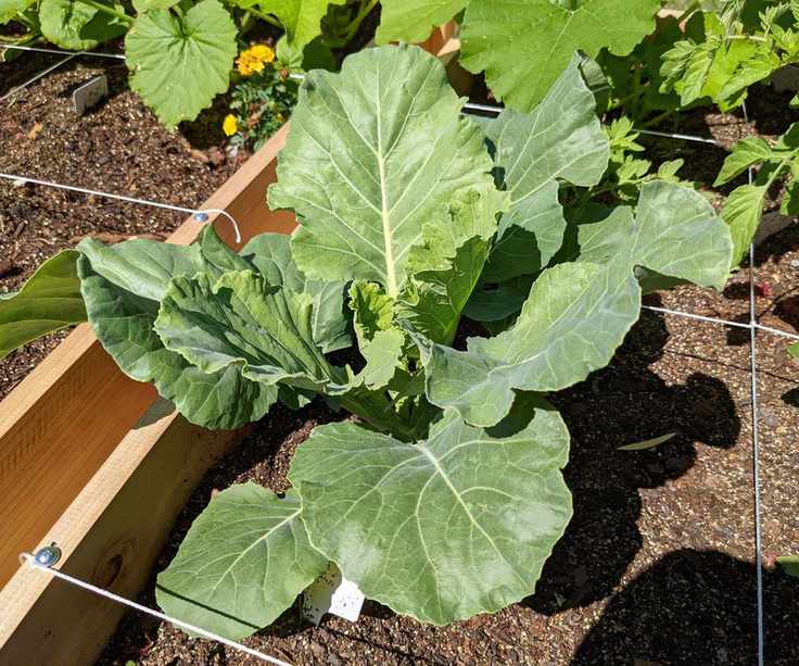 Collard greens in sunshine in a vegetable garden