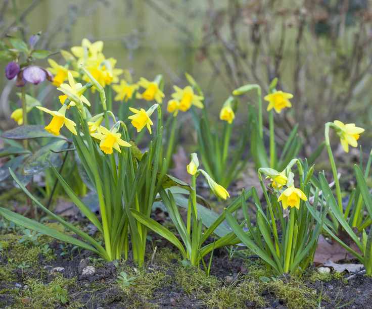 narcissi tete-a-tete