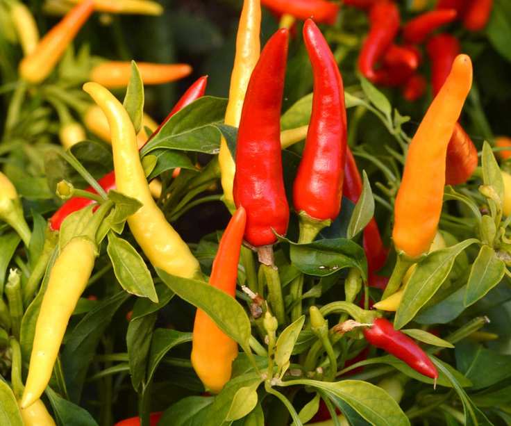 A pinched out chilli plant laden with fruit