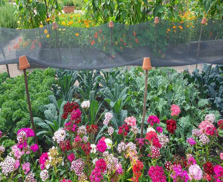 Choosing the Right Garden Netting to Protect Your Crops and Wildlife