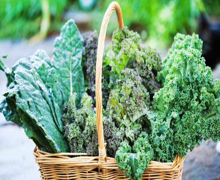 The Best Companion Plants for Kale: Boost Your Harvest Naturally