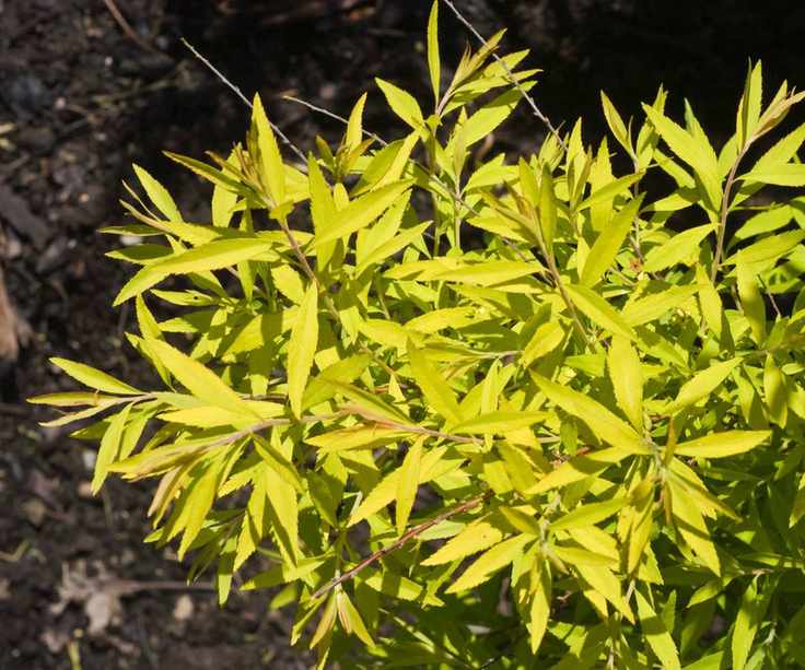 Yellow leaves of Spiraea Thunbergii Ogon, Mellow Yellow