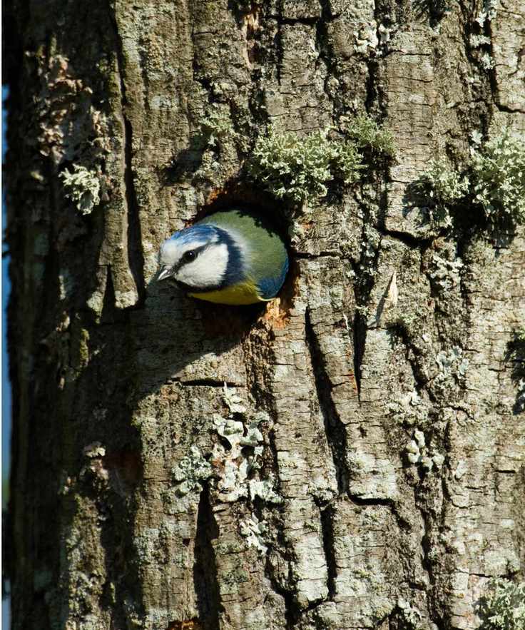 Bird in tree