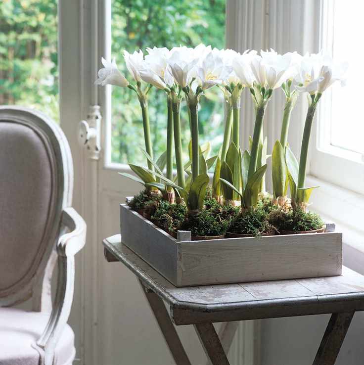Amaryllis bulb white flowers in wooden box