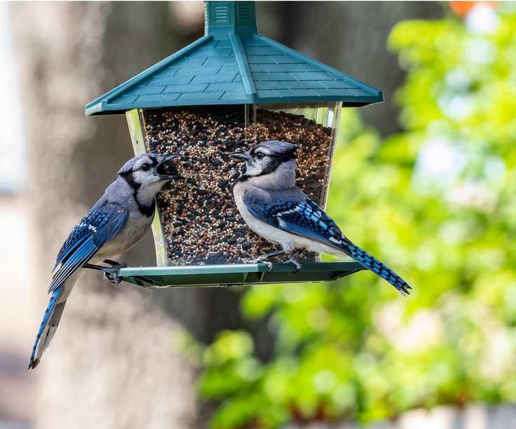 Bird feeder