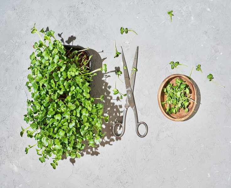 Microgreens regrowth