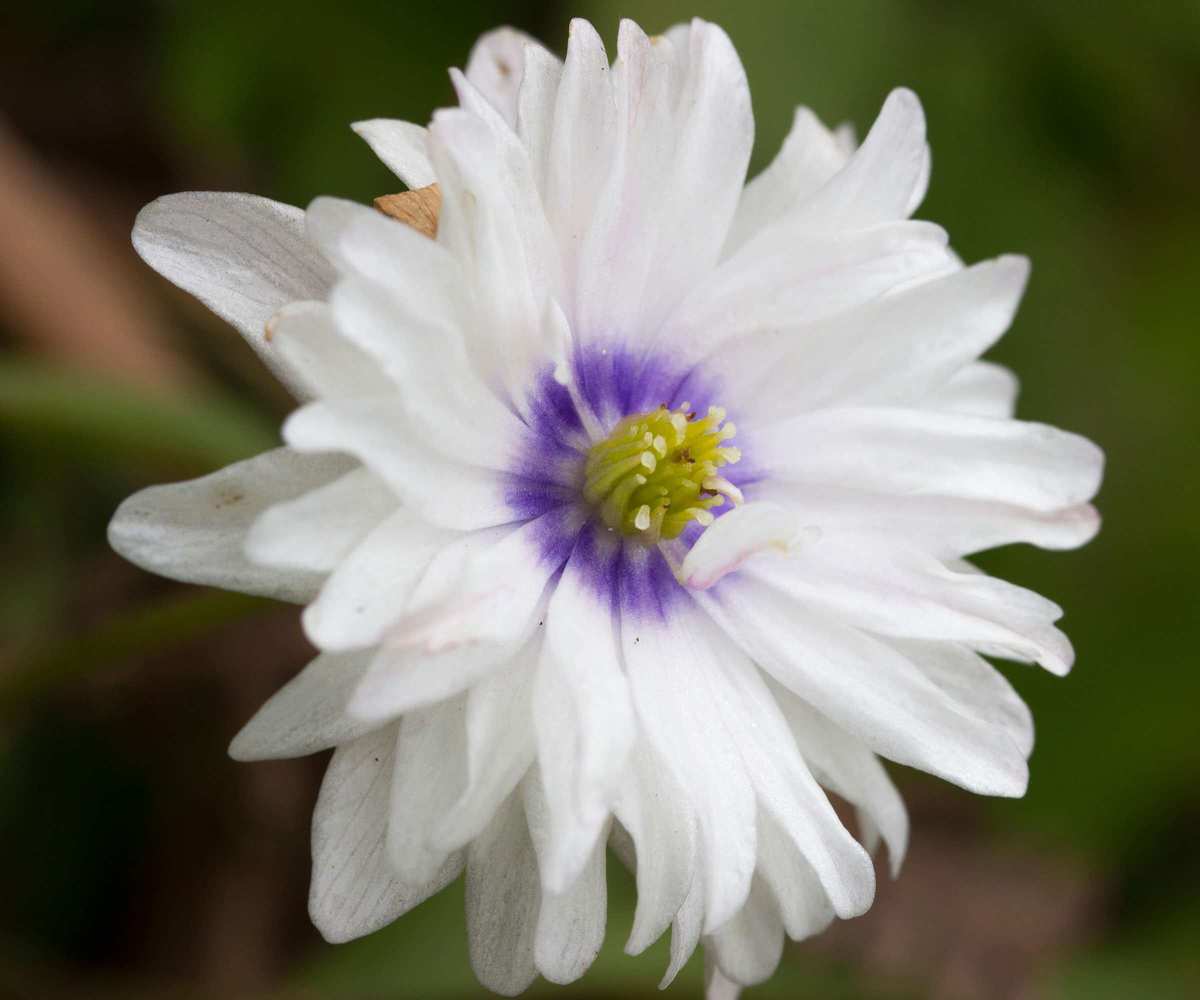Double blue and white wood anemone 'Blue Eyes'